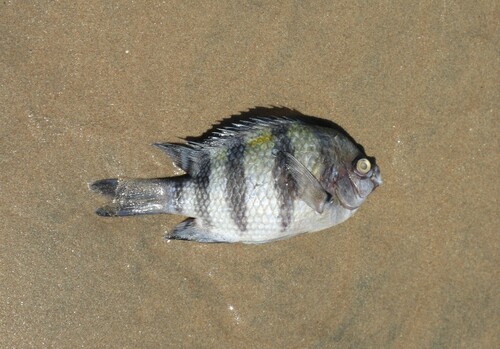 Indo-Pacific Sergeant Major — seen at this dive site