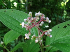 Miconia conospeciosa