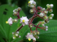 Miconia conospeciosa