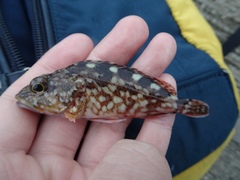 Sebastiscus marmoratus