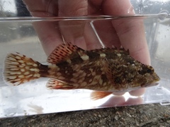 Sebastiscus marmoratus