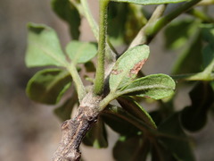 Allophylus decipiens