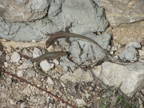 Lycian Rock Lizard, Anatololacerta finikensis