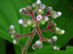 Miconia conospeciosa