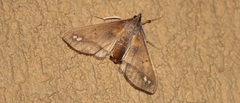 Diaphania fumosalis