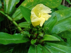 Costus villosissimus