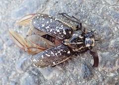 Polyphylla albertischulzi