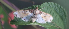 Azochis rufidiscalis