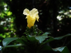 Costus villosissimus