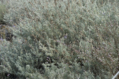 Lupinus albifrons