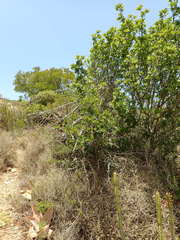 Allophylus decipiens