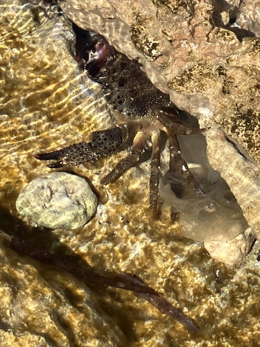 Warty Crab (Eriphia verrucosa)