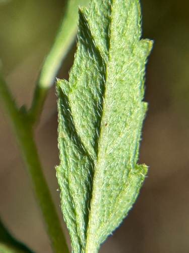 Image of Varronia podocephala by (c) Chet Burrier, some rights reserved (CC BY)