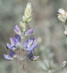 Lupinus albifrons