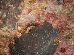 Ircinia oros