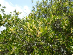 Allophylus decipiens