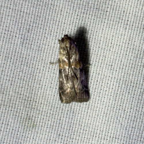 Cypress Coneworm Moths photo 2