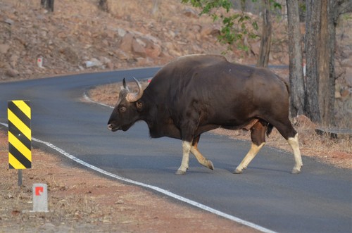 Gaur, photo 3 of 10