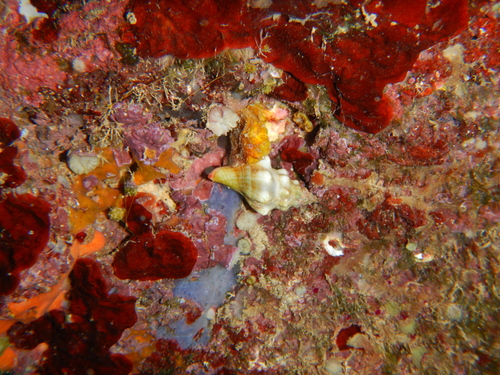 Tarantinaea lignarius