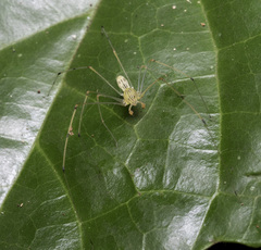 Scytodes pallida
