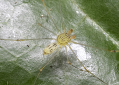 Scytodes pallida