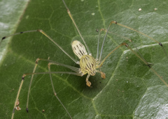 Scytodes pallida