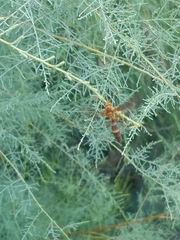 Polistes arizonensis