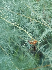 Polistes arizonensis