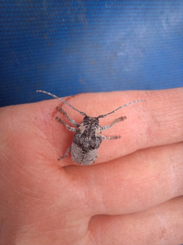 Tetradia lophoptera