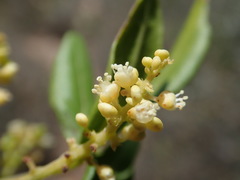 Allophylus decipiens