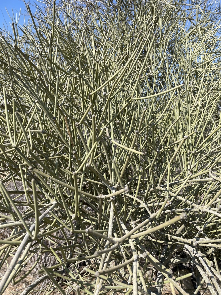 Euphorbia intisy