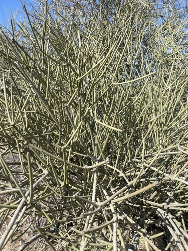 Euphorbia intisy