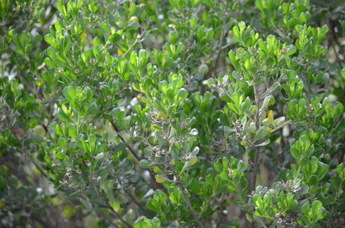 Baccharis dioica, photograph 4