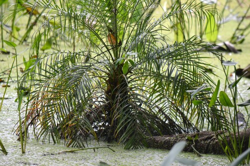 Phoenix roebelenii