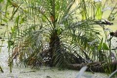 Pygmy Date Palm (Phoenix roebelenii)