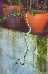 Craspedocephalus malabaricus