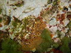 Cladocora caespitosa