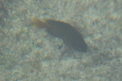 Stegastes arcifrons