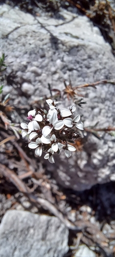 Bearded Desperado (Disparago barbata)