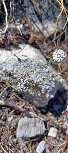 Image of Disparago barbata by (c) Danie Palm, some rights reserved (CC BY)