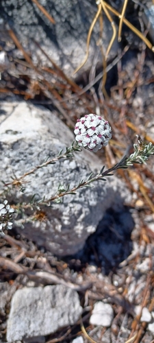 Image of Disparago barbata by (c) Danie Palm, some rights reserved (CC BY)