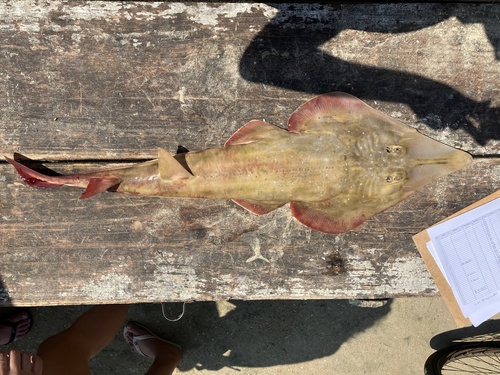 Verpletterende gitaarrog (Pseudobatos percellens) — Rhinobatidae — 2