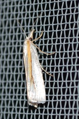 Crambus girardellus
