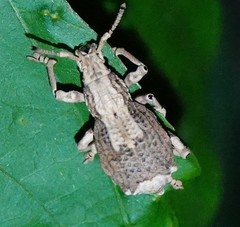 Episomus chinensis