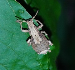Episomus chinensis