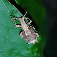 Episomus chinensis