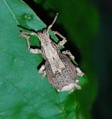 Episomus chinensis
