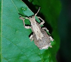 Episomus chinensis
