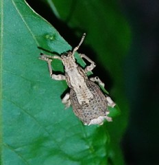 Episomus chinensis