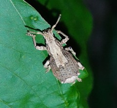 Episomus chinensis